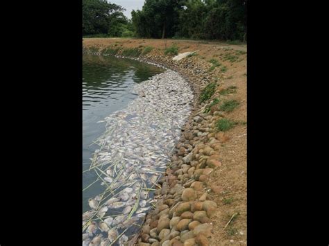 圍管現象|吳郭魚湖泊病毒